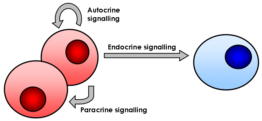 Signalübermittlung von biologischen Zellen